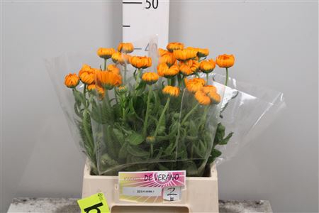 <h4>Calendula Orange Spot</h4>