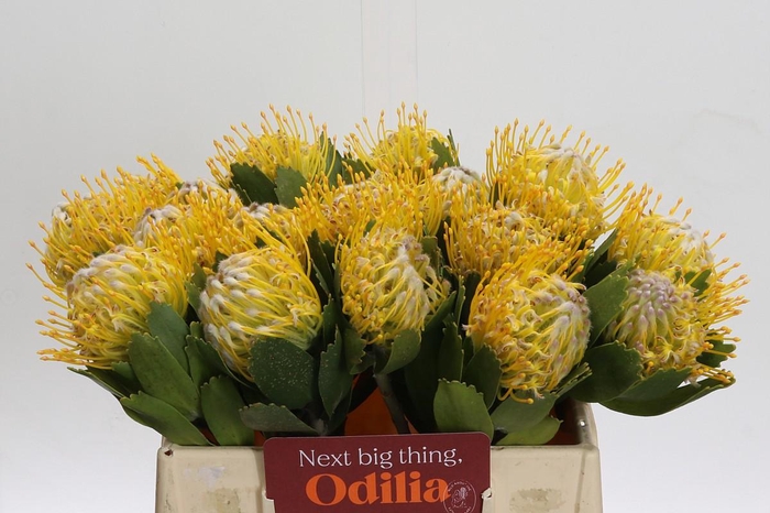 <h4>Nutans Super Gold</h4>