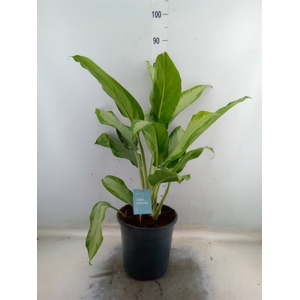 Aglaonema   ...