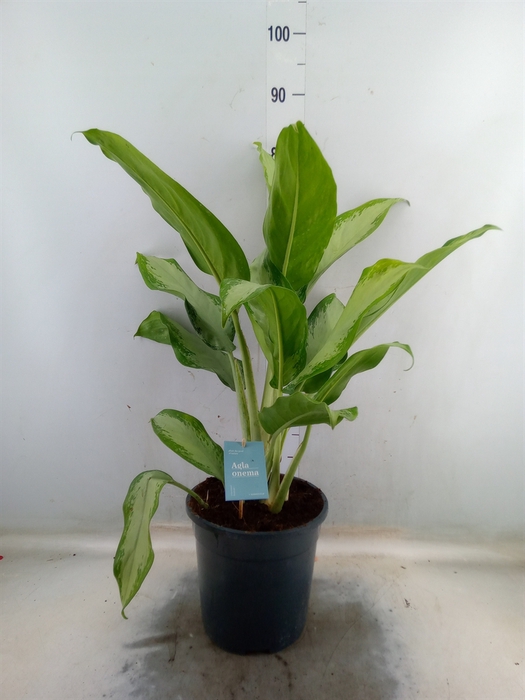 <h4>Aglaonema   ...</h4>
