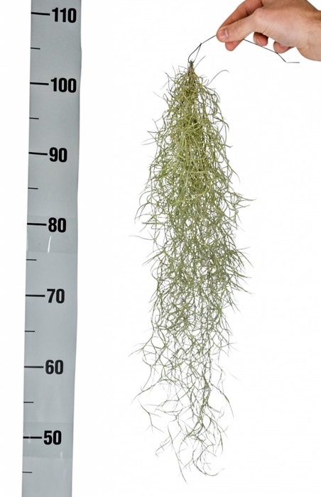 <h4>Tillandsia usneoides</h4>