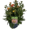 Achi Millefolium