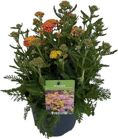 Achi Millefolium