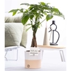 Pachira Aquatica in P&PURE ceramics Rosy