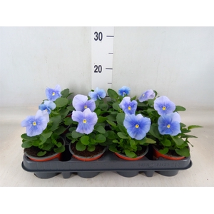 Viola wr. 'Flair Light Blue'