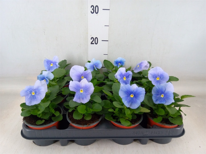 <h4>Viola wr. 'Flair Light Blue'</h4>