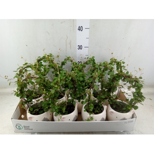 Muehlenbeckia com. 'Mao'ri'
