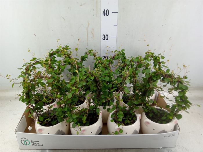 <h4>Muehlenbeckia com. 'Mao'ri'</h4>