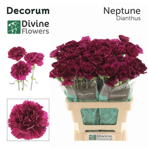 Dianthus ST 'Neptune'