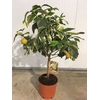 Citrus hystrix