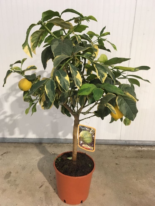 Citrus hystrix