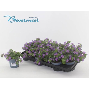 .Sutera blue showers