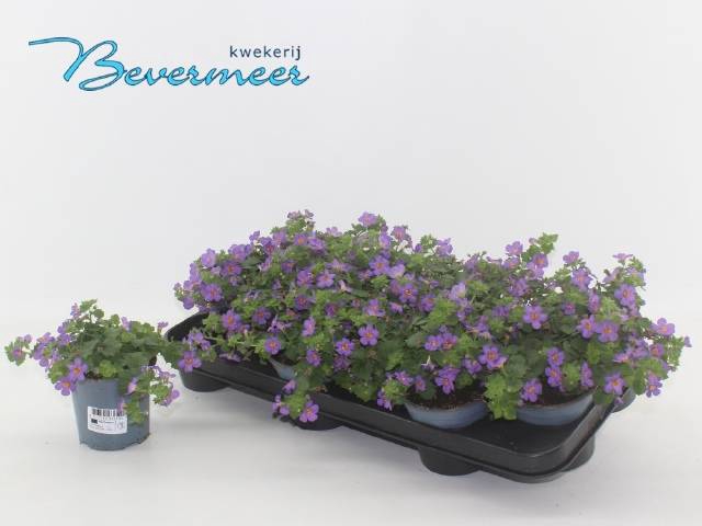 <h4>.Sutera blue showers</h4>