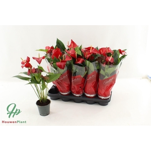 Anthurium Andr. Red Bull