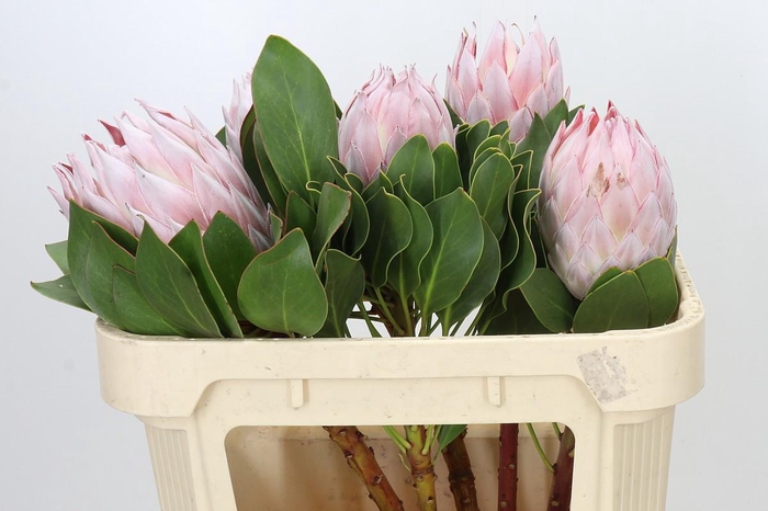 Protea Cynaroides