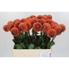 Dahlia Cornel Bronze
