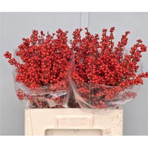 Ilex Ve Rode Bes 60cm