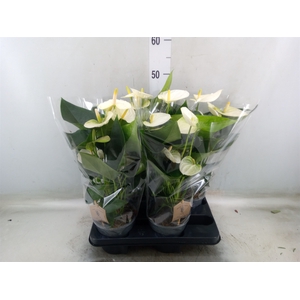 Anthurium andr. 'Cocos'