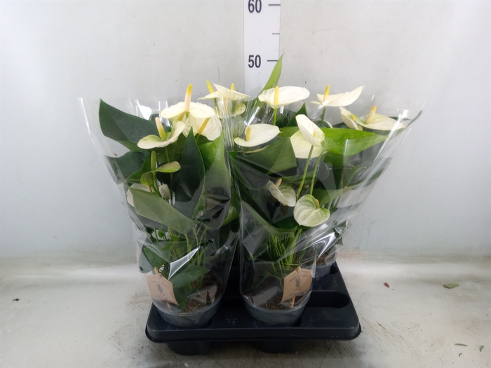 <h4>Anthurium andr. 'Cocos'</h4>