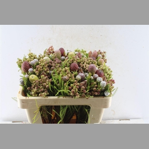 Kaaps Cone Mix Gemengd In Bos