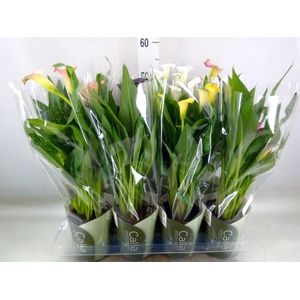 Zantedeschia   ...mix