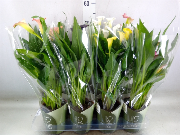 <h4>Zantedeschia   ...mix</h4>