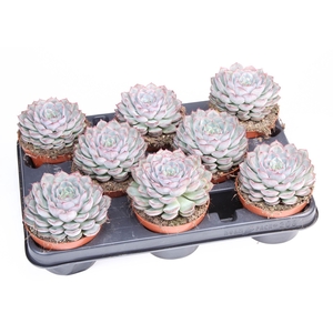 Echeveria   ...