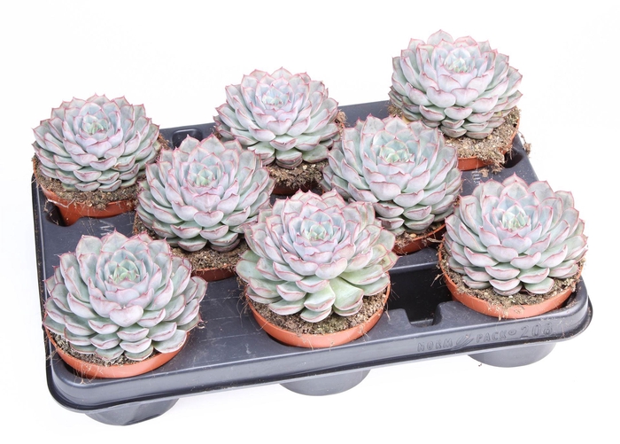 <h4>Echeveria   ...</h4>