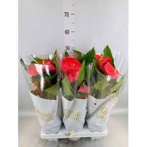 Anthurium andr. 'Casparo'