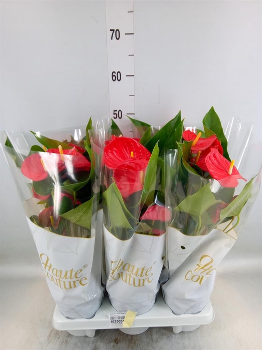 <h4>Anthurium andr. 'Casparo'</h4>