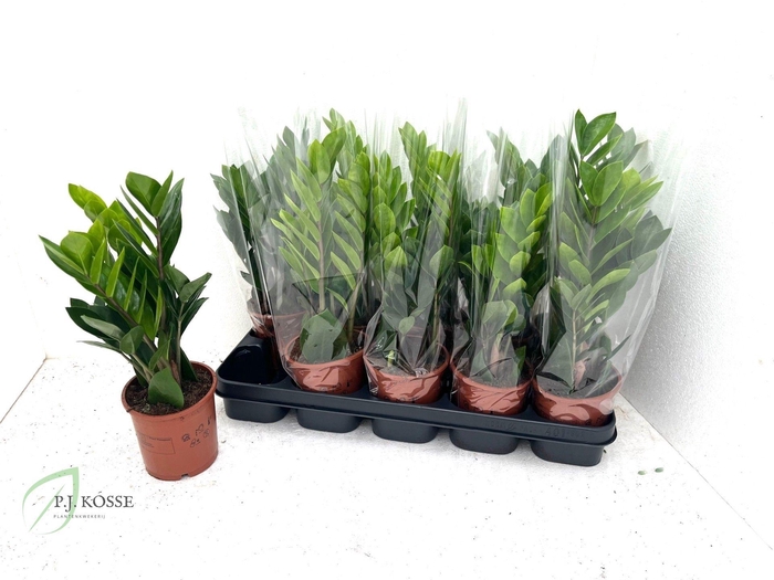 <h4>ZAMIO ZAMIIFOLIA</h4>