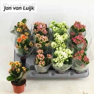 KAL EN GEM 5 KL