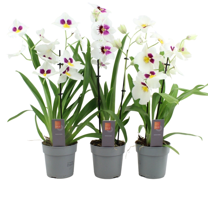 <h4>Inca Miltoniopsis White 2 spike</h4>