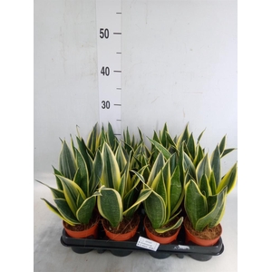 Sansevieria trifa.   ...