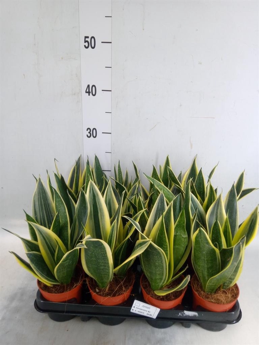 <h4>Sansevieria trifa.   ...</h4>