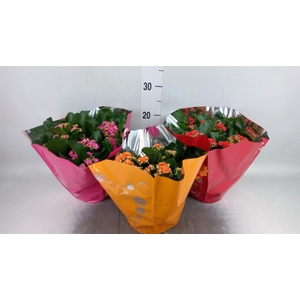Kalanchoe blos. 'Perfecta'  ..mix 5