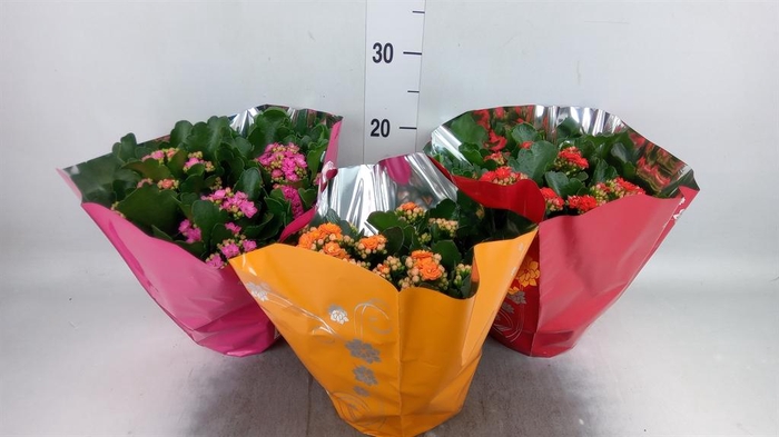 <h4>Kalanchoe blos. 'Perfecta'  ..mix 5</h4>