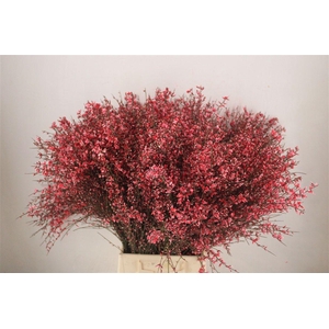 Ginster 400gr Red P Bunch