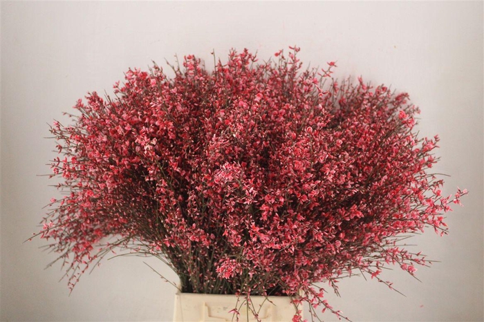 <h4>Ginster 400gr Red P Bunch</h4>