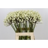 Agapanthus Barcelona