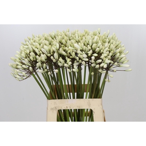 Agapanthus Barcelona