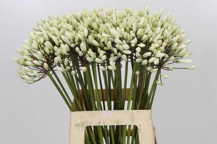 <h4>Agapanthus Barcelona</h4>