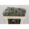 Kaaps Groen Silver Brunia