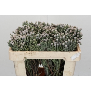 Kaaps Groen Silver Brunia