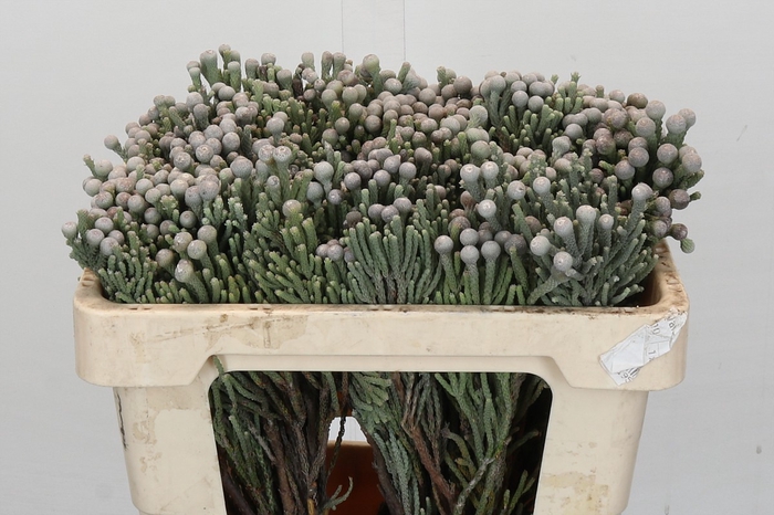 Kaaps Groen Silver Brunia