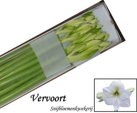 <h4>Hipp Ga Mont Blanc</h4>