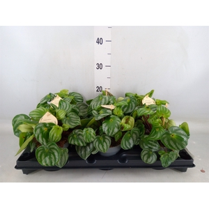 Peperomia