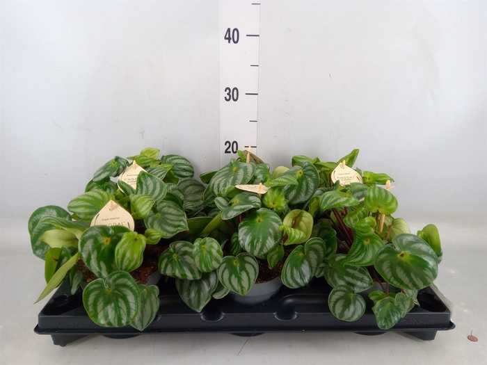 <h4>Peperomia</h4>