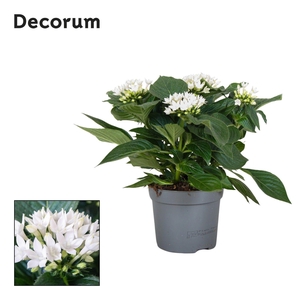 Starcluster Wit Decorum