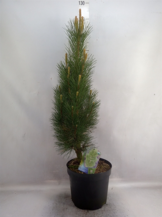 Pinus nigra